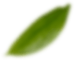 Leaf-1